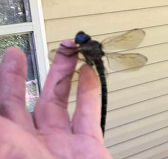 Dragonfly Pottery Ceramic Mug  Handmade Artisan Coffee & Tea Cup – Perfect Gift for Nature and Insect Lovers