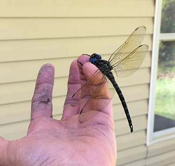 Dragonfly Pottery Ceramic Mug  Handmade Artisan Coffee & Tea Cup – Perfect Gift for Nature and Insect Lovers